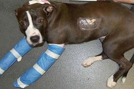 Oreo the dog, who survived a terrible fall, is recovering